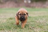 TOSA INU 181